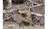RED ROCK GHILLIE SUIT DESERT (Image 3)